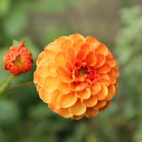 Dalii pompon - Dalie Bantling marime 2