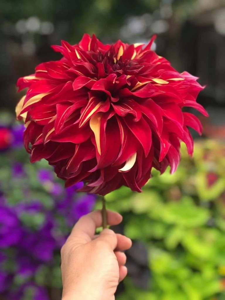 Bulbi de primavara - Dalie Bohemian Spartacus marime 1