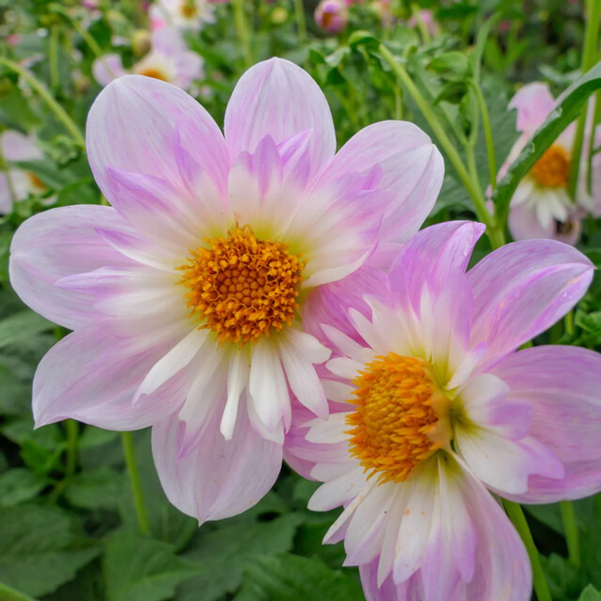 Dalii colarette - Dalie colarette Teesbrooke Audrey