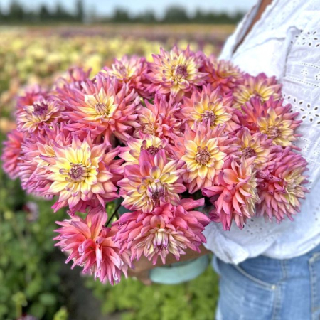 Dalie decorativa Bahama Mama [1]