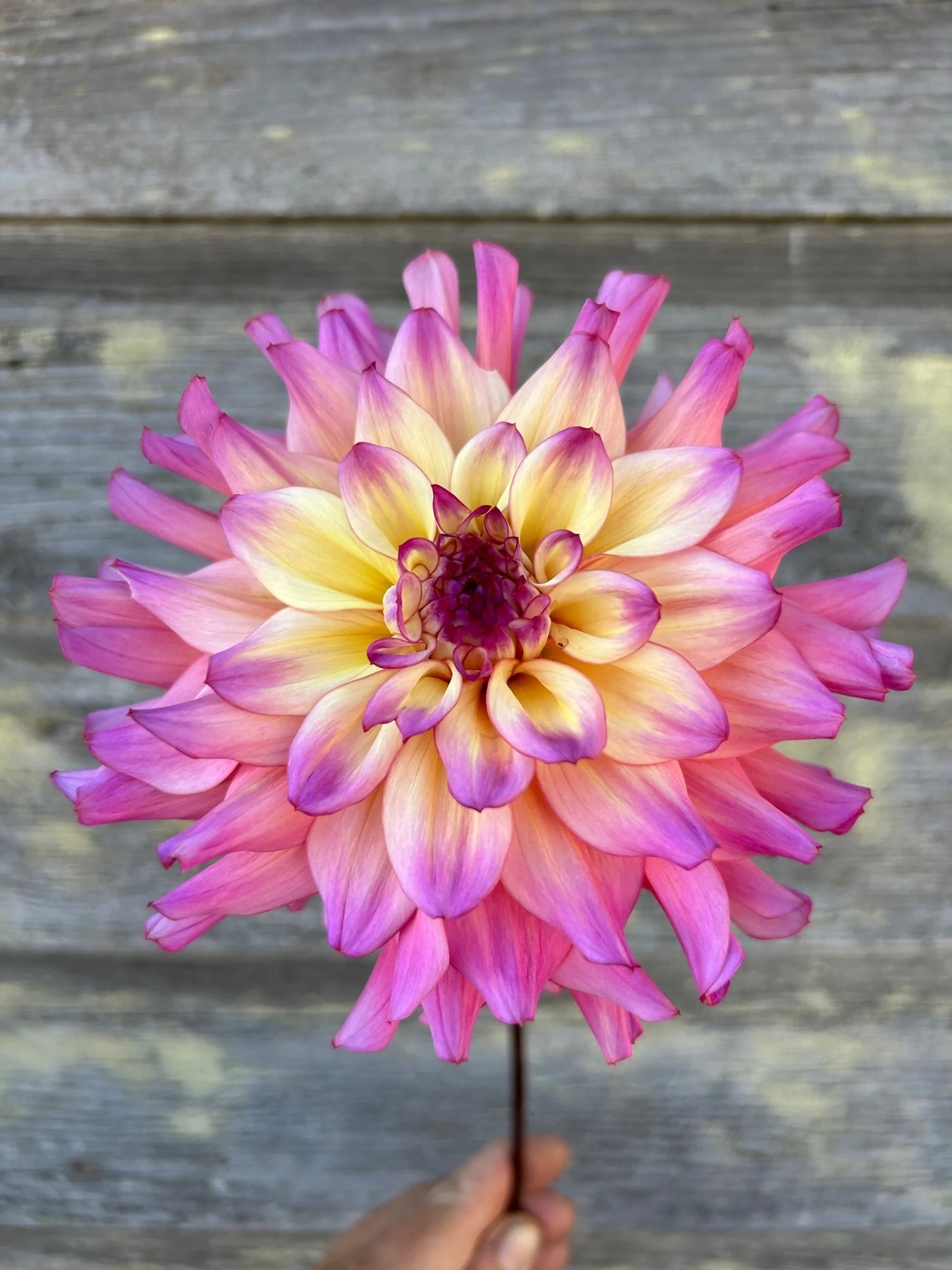 100=150 cm - Dalie decorativa Bahama Mama