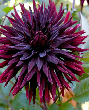 100=150 cm - Dalie decorativa Black Jack