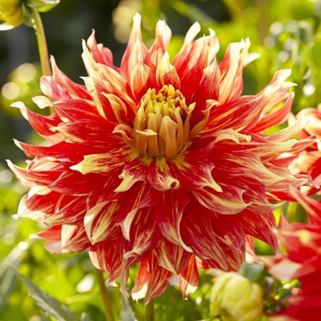 100=150 cm - Dalie decorativa Bodacious