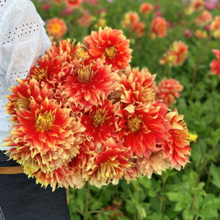 Dalie decorativa Bodacious [1]