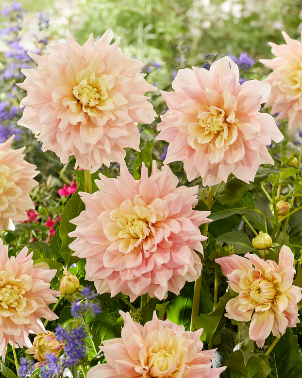 Dalie decorativa Break Out [1]