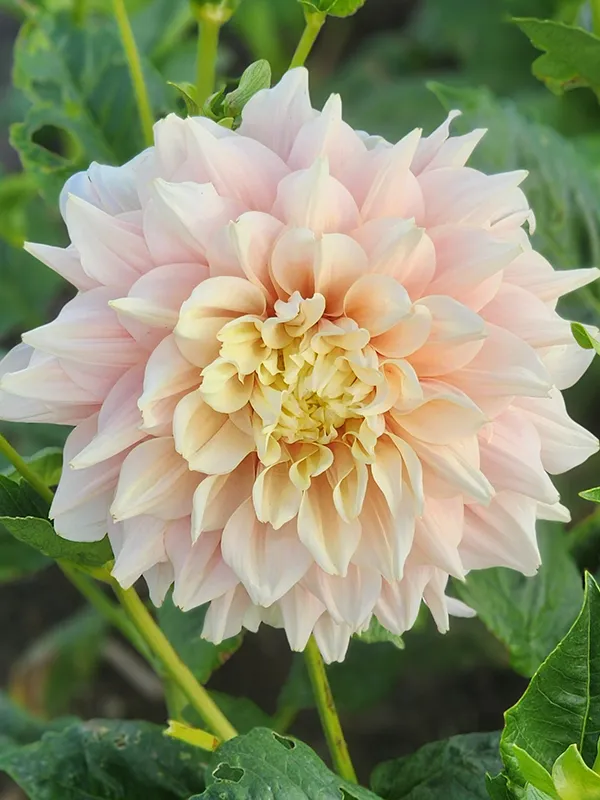 100=150 cm - Dalie decorativa Break Out