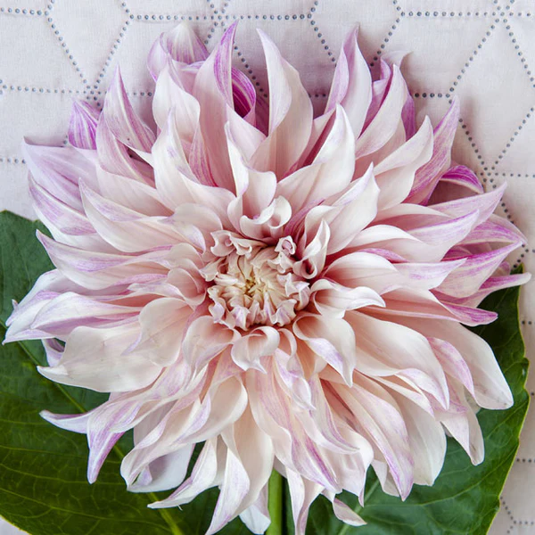 100=150 cm - Dalie  decorativa Cafe Au Lait Twist