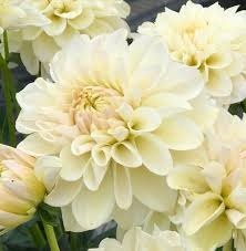 100=150 cm - Dalie decorativa Caramel Antique