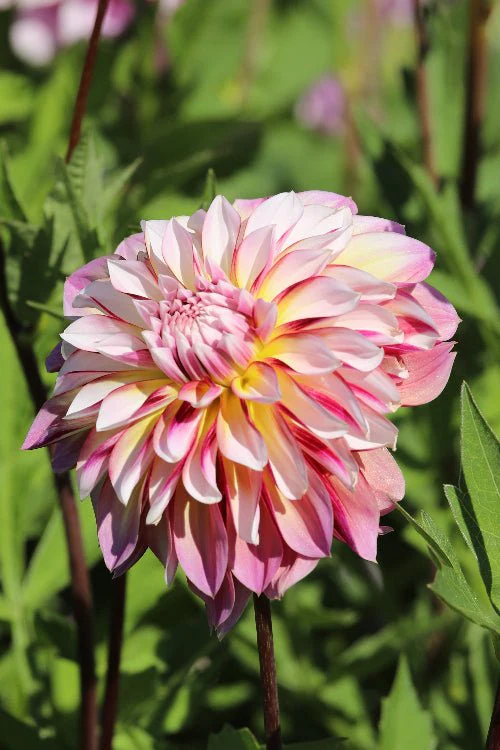 Dalie decorativa Caribbean Fantasy [1]