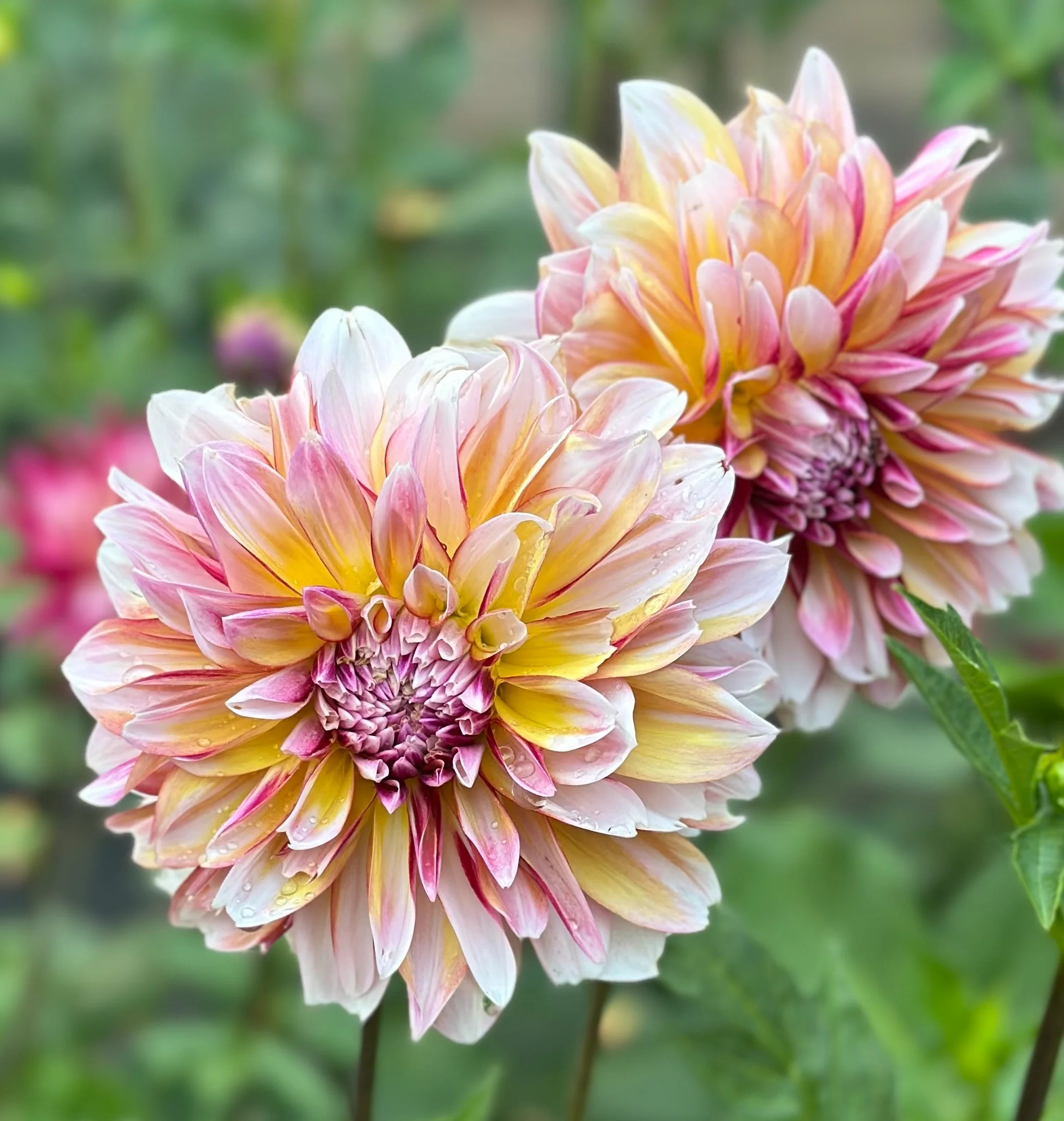 100=150 cm - Dalie decorativa Caribbean Fantasy