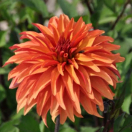 Dalii - Dalie decorativa Dorito