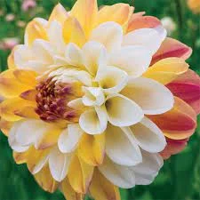 60-100 cm - Dalie decorativa Double Jill