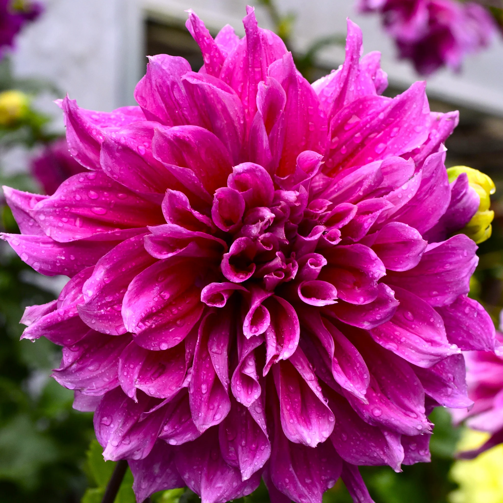 100=150 cm - Dalie decorativa Emory Paul