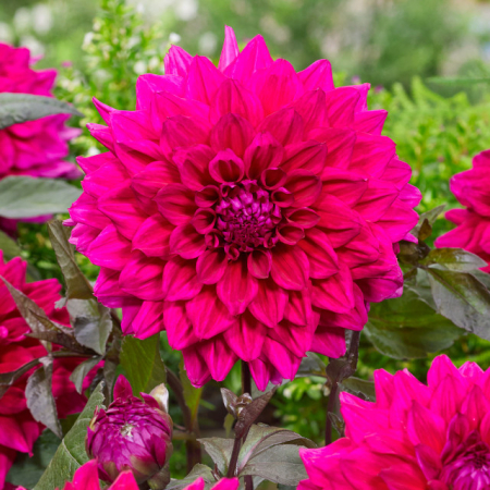 60-100 cm - Dalie decorativa Engelhardts Matador