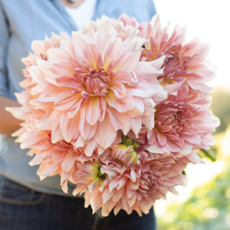 Dalii decorative - Dalie decorativa Fairway Pilot