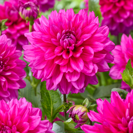 Dalii decorative - Dalie decorativa Fuchsia Charm