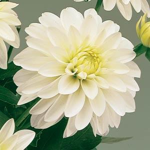 Bulbi de primavara - Dalie decorativa Gallery Art Fair