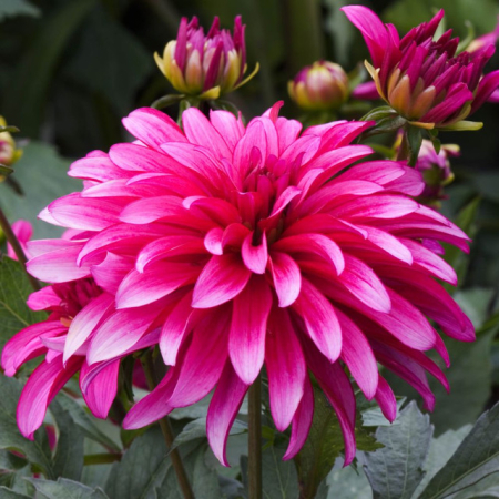 30-40 cm - Dalie decorativa Gallery Art Nouveau