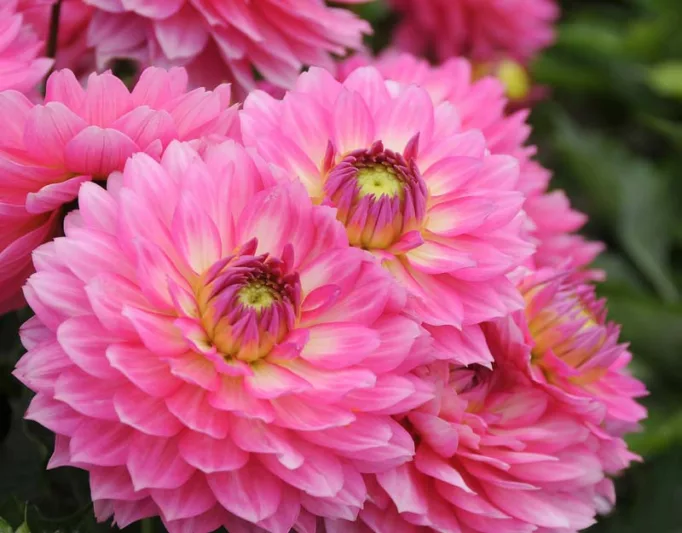 30-40 cm - Dalie decorativa Gallery Bellini