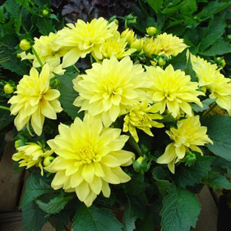 Dalie decorativa Gallery Cezanne [1]