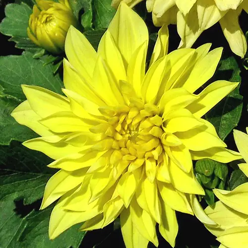 30-40 cm - Dalie decorativa Gallery Cezanne