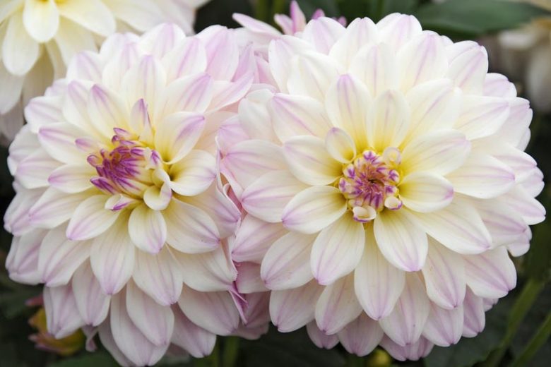 30-40 cm - Dalie decorativa Gallery Monet