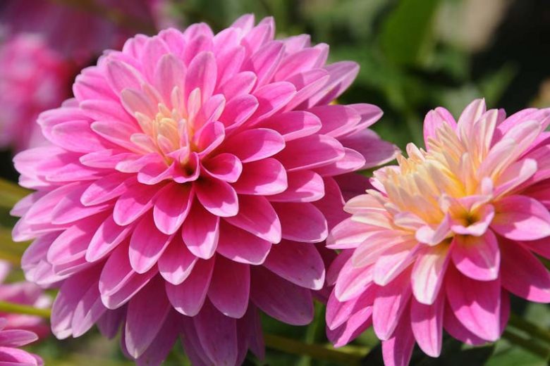 30-40 cm - Dalie decorativa Gallery Rembrandt