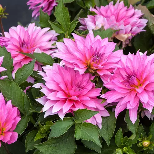 30-40 cm - Dalie decorativa Gallery Renoir