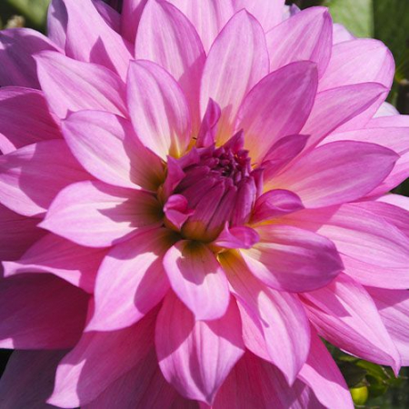 Dalie decorativa Gallery Renoir [1]