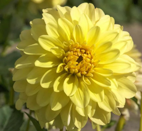 30-40 cm - Dalie decorativa Gallery Serenade