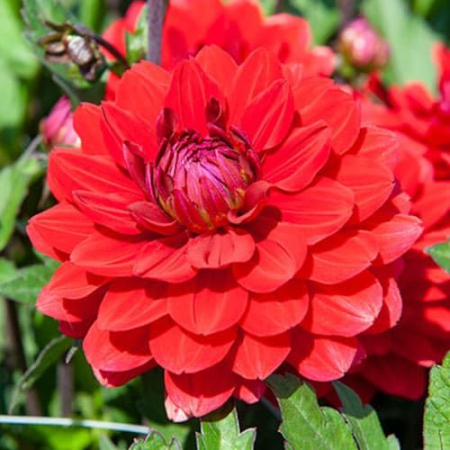 30-40 cm - Dalie decorativa Gallery Singer