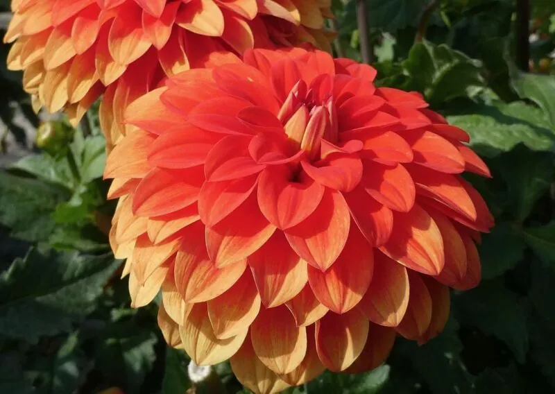 30-40 cm - Dalie decorativa Gallery Valentin