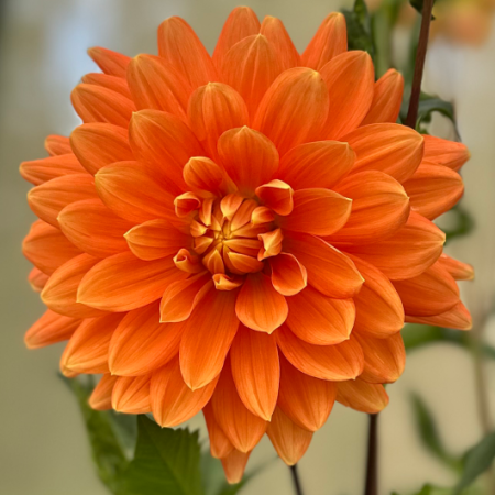 30-40 cm - Dalie decorativa Gallery Vincent