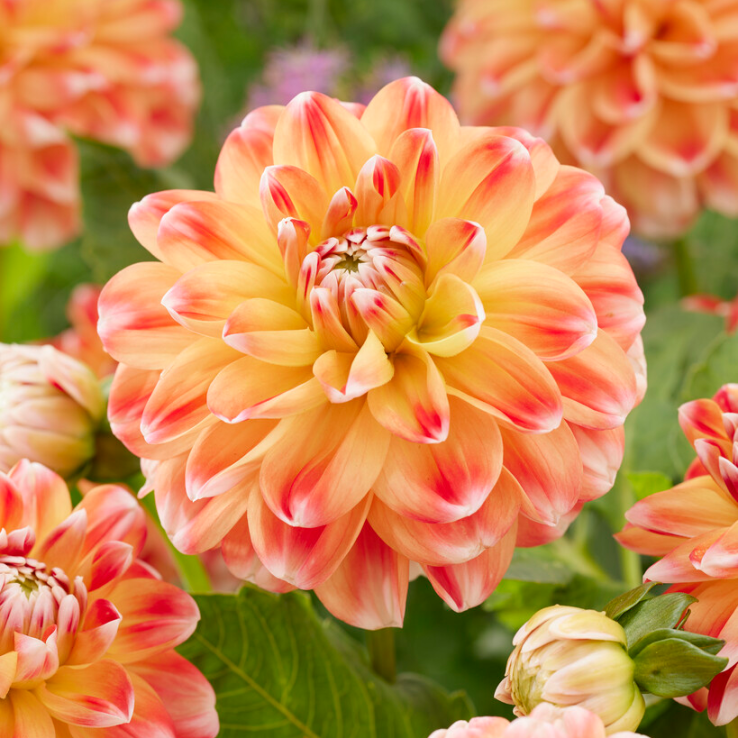 60-100 cm - Dalie decorativa Hapet Harmony