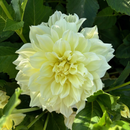 Bulbi de primavara - Dalie decorativa Icebreaker