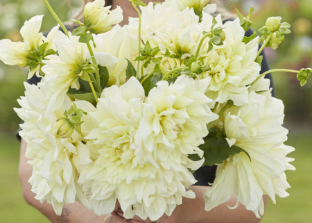 Dalie decorativa Icebreaker [1]