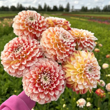 Dalie decorativa Jowey Fantasy [1]