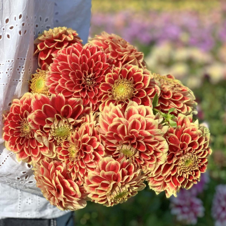 Dalie decorativa Jowey Hubert [1]