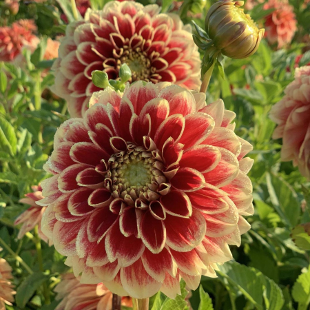 60-100 cm - Dalie decorativa Jowey Hubert