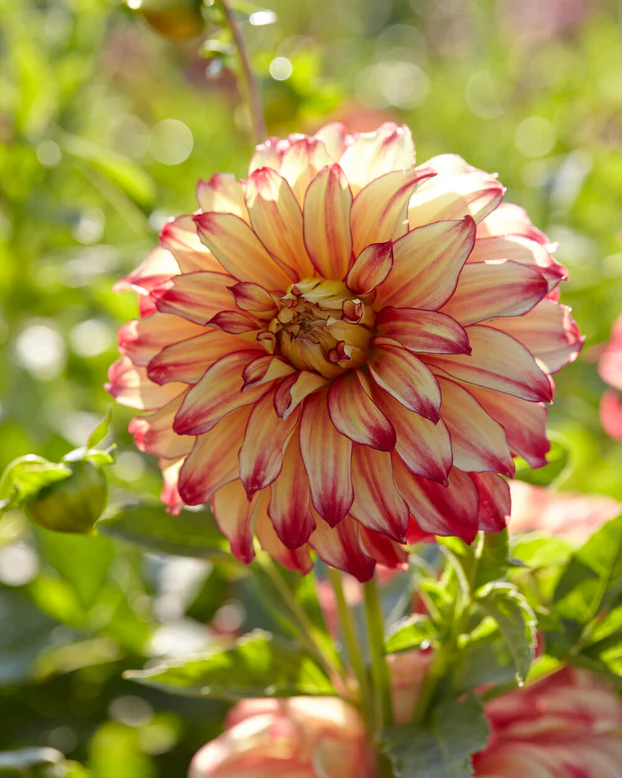 Dalie decorativa Lady Darlene [1]