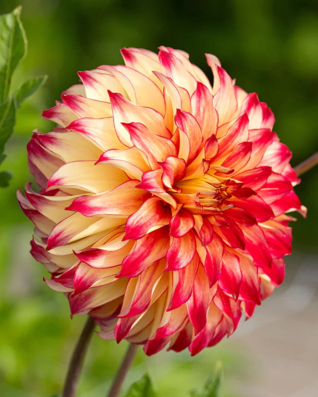 60-100 cm - Dalie decorativa Lady Darlene