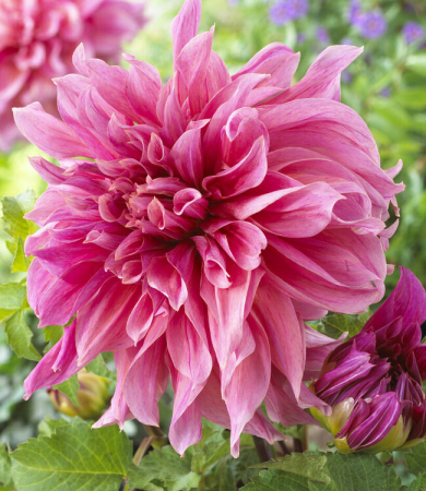 60-100 cm - Dalie decorativa Maki