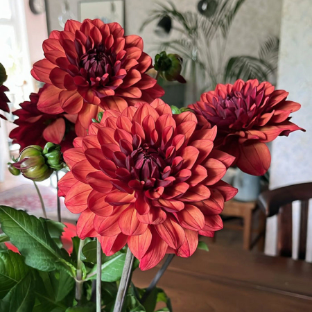 60-100 cm - Dalie decorativa Missis Miley