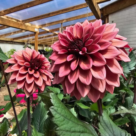 Dalii decorative - Dalie decorativa Night Silence