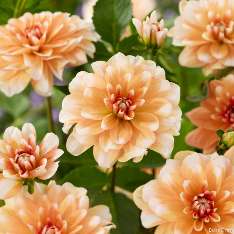 60-100 cm - Dalie decorativa Orange Perfection