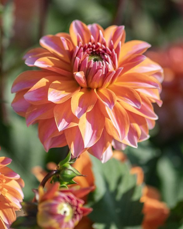 Dalii - Dalie decorativa Peaches and Vanilla