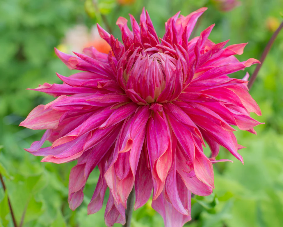 100=150 cm - Dalie decorativa Penhill Dark Monarch