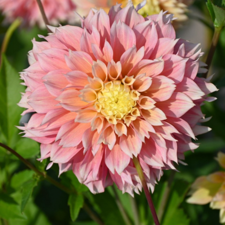 Bulbi de primavara - Dalie decorativa Pink Impact marime 2