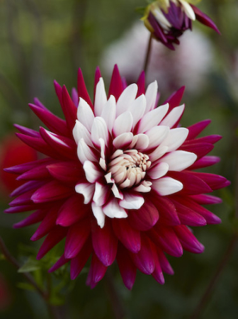 100=150 cm - Dalie decorativa Rebecca's World