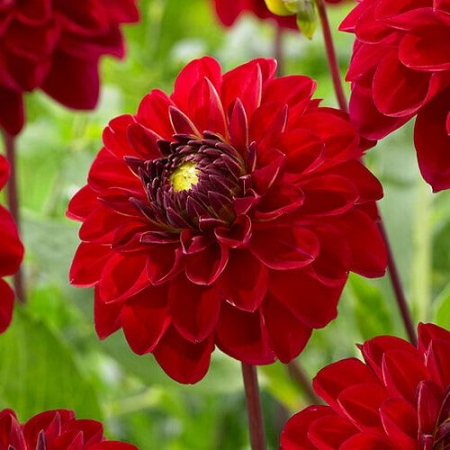 100=150 cm - Dalie decorativa Red Jill